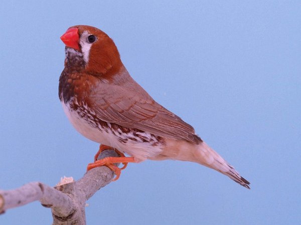 Zwartborst bruin P1232207